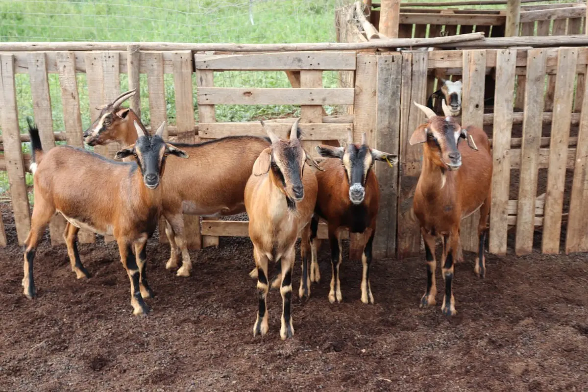 Premium Goat Production