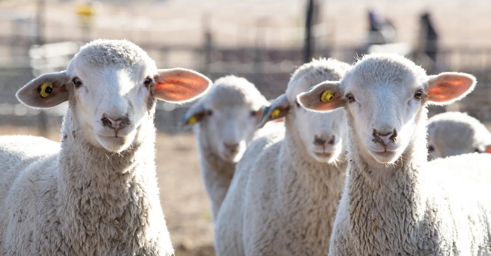 Premium Sheep Production